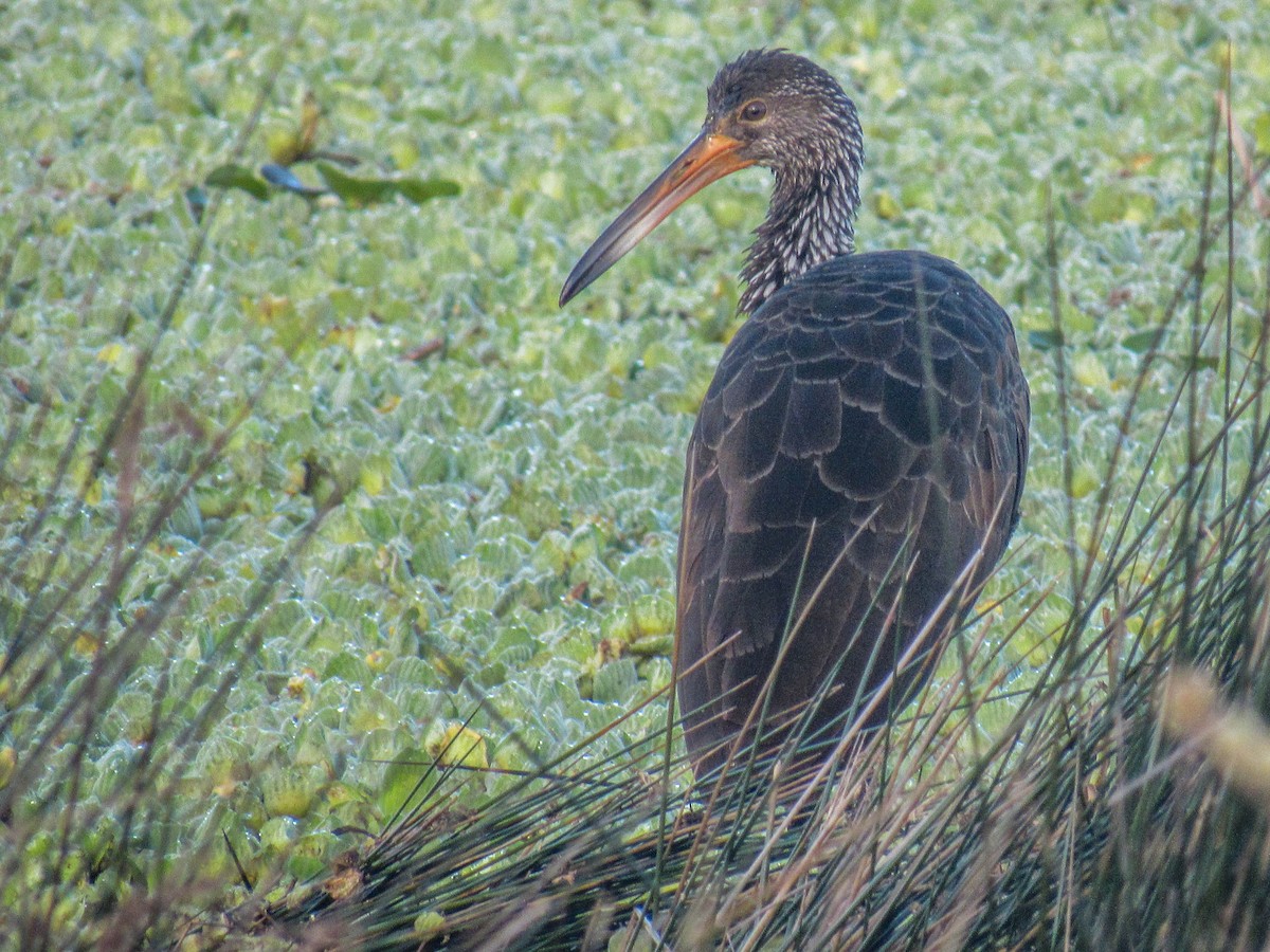 Limpkin - Luis  Weymar Junior