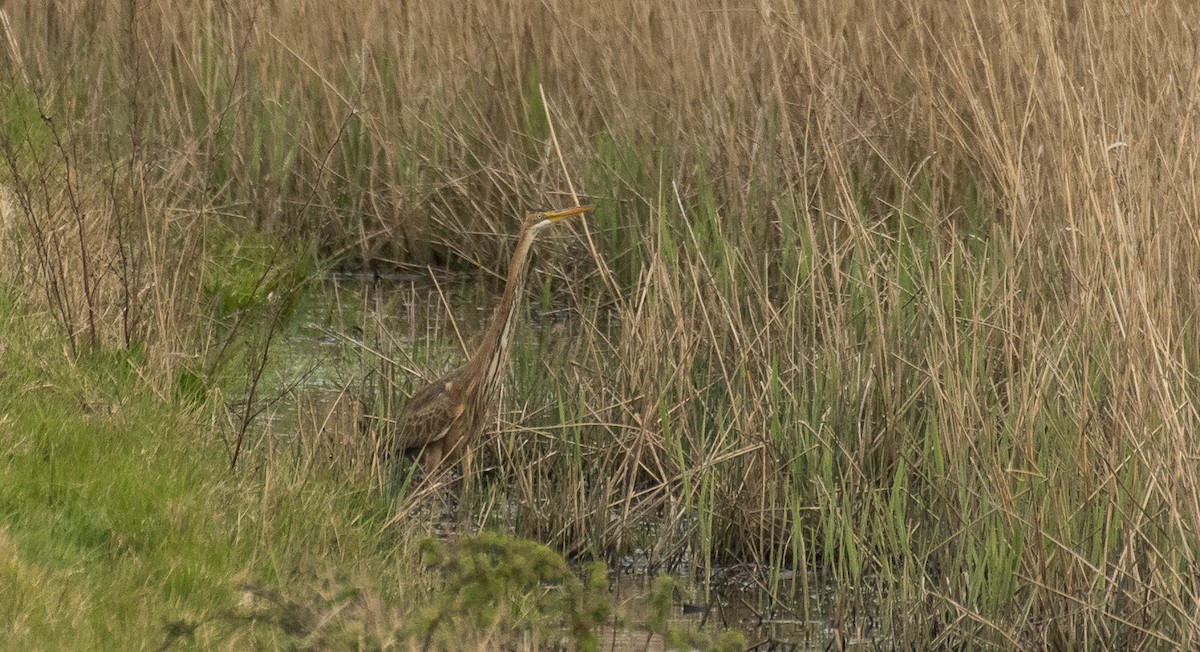 Purple Heron - Theo de Clermont