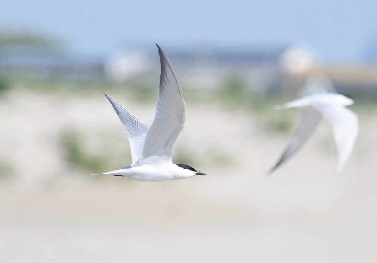 Gull-billed Tern - Peter Paul