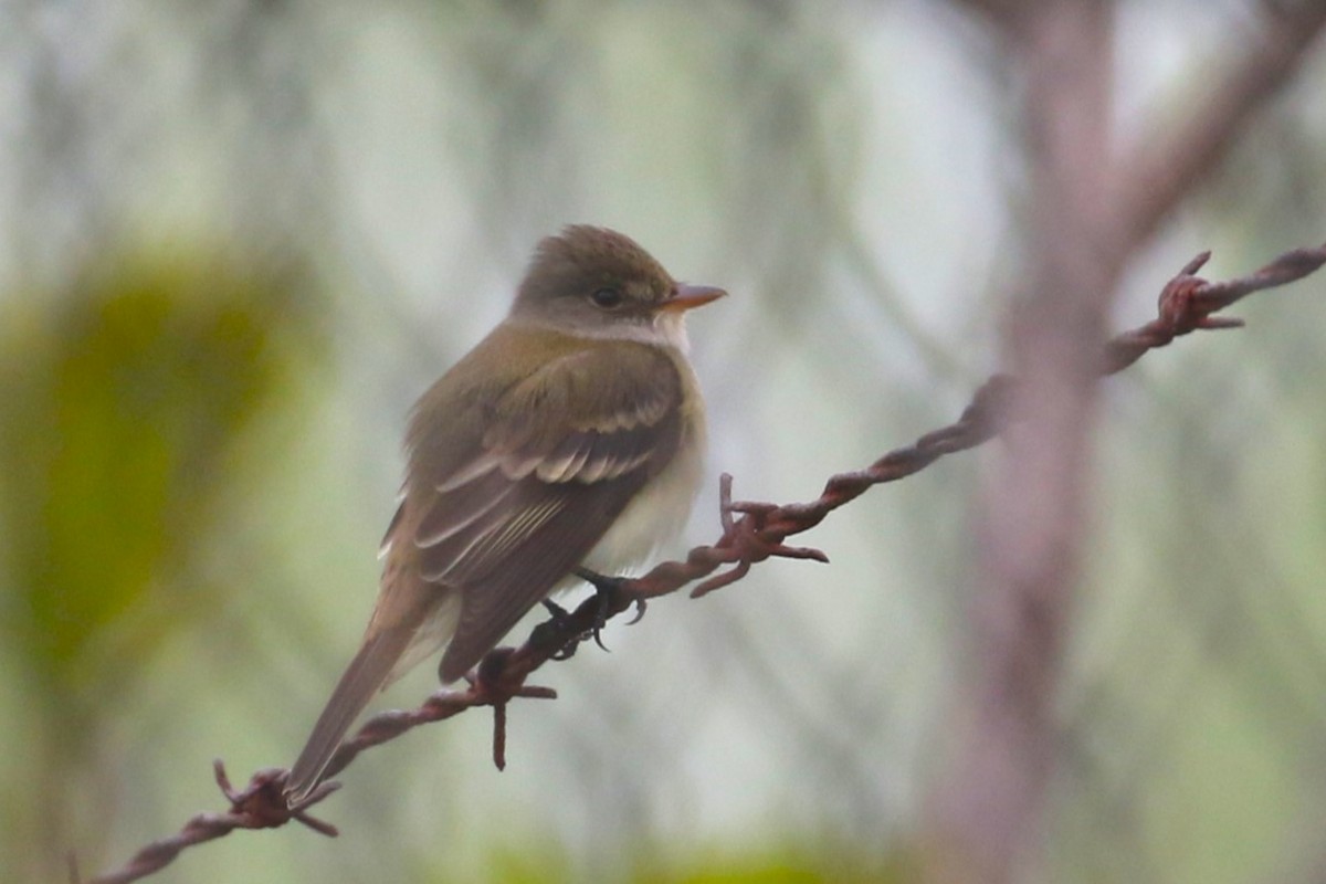 Willow Flycatcher - Ethan Ring