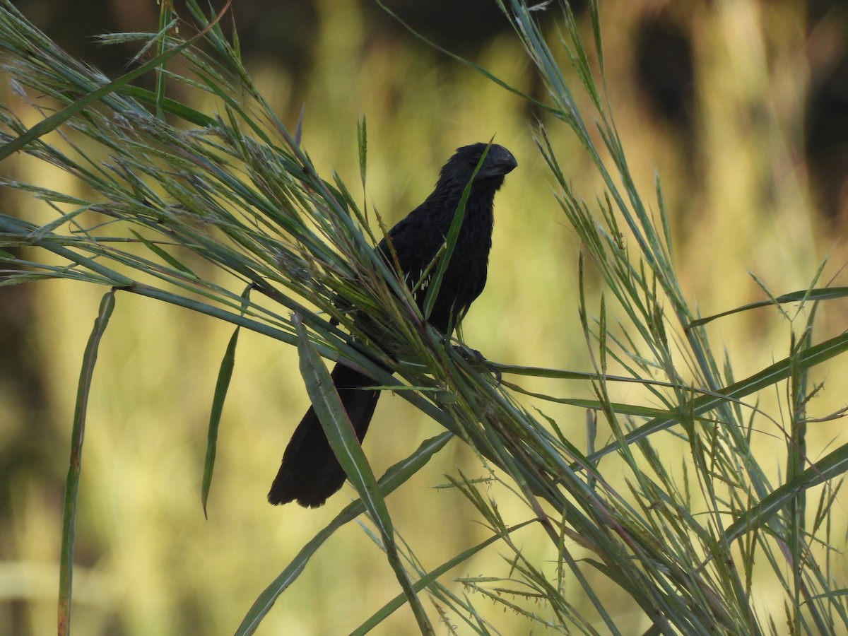 Smooth-billed Ani - Iza Alencar