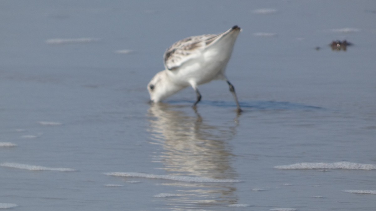 Bécasseau sanderling - ML619636690