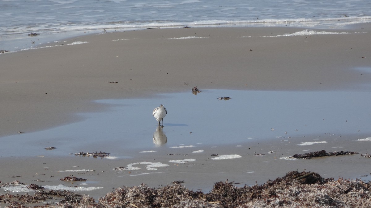 Sanderling - Lynn Hollerman