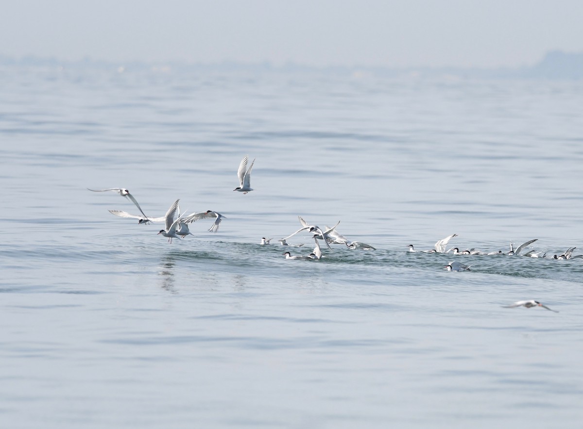 Common Tern - Peter Paul