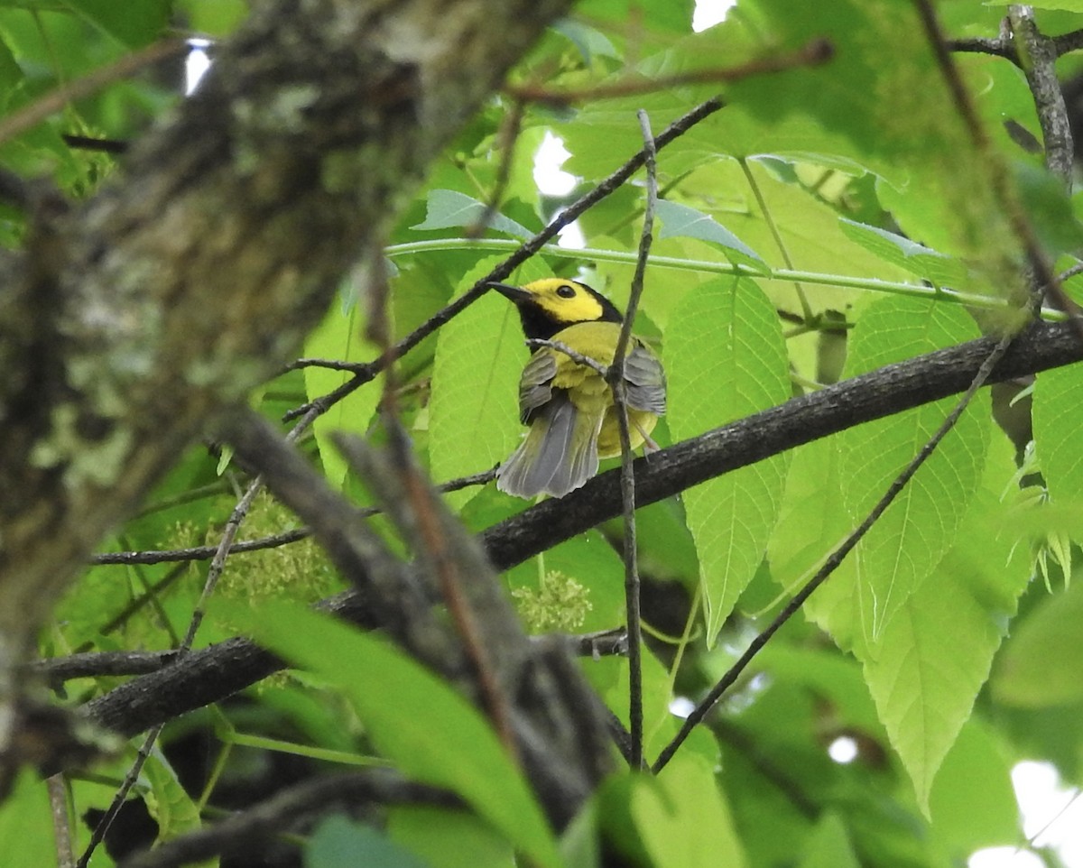 Hooded Warbler - Robert Mills