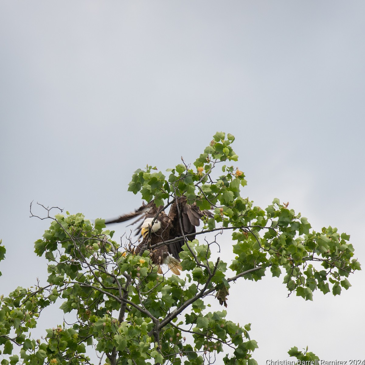 Bald Eagle - Christian Ramirez