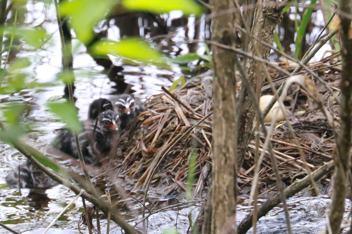 Pied-billed Grebe - Debra Rittelmann