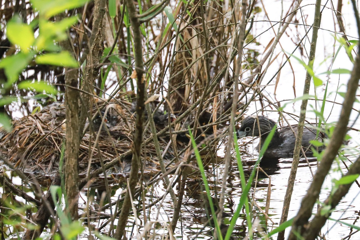 Pied-billed Grebe - Debra Rittelmann