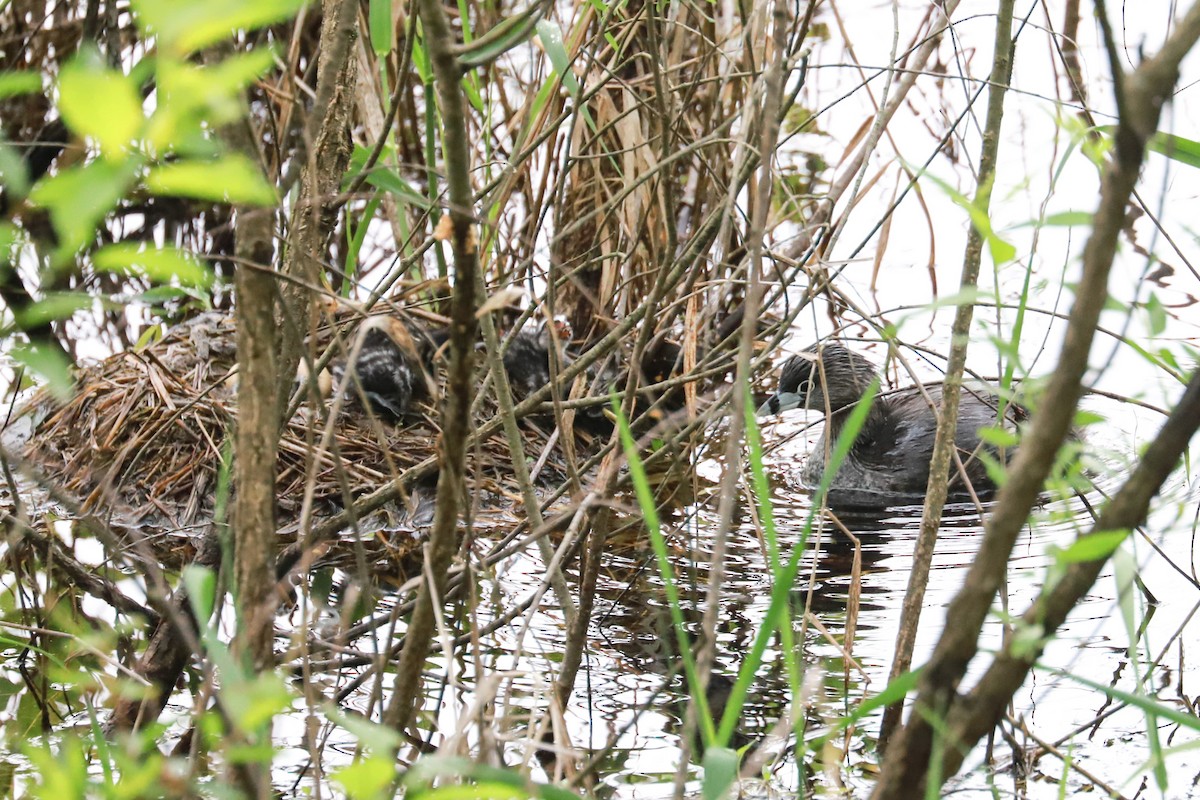 Pied-billed Grebe - Debra Rittelmann