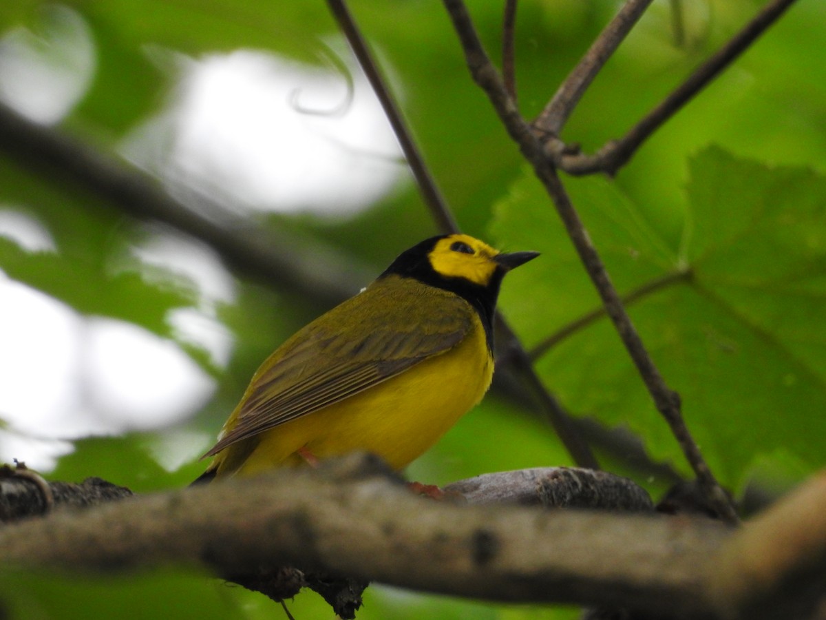 Hooded Warbler - Robert Mills