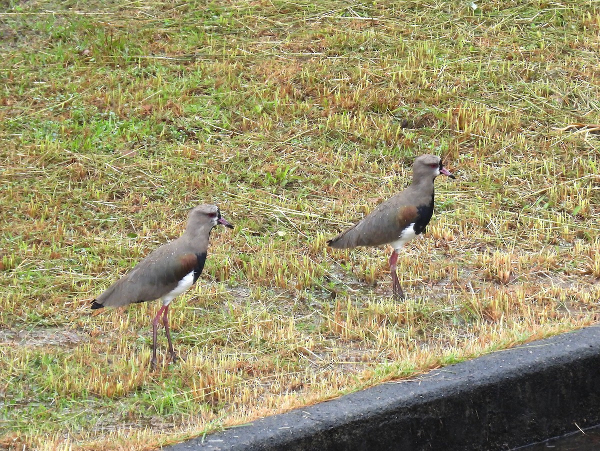 Southern Lapwing - Rodrigo Quadros