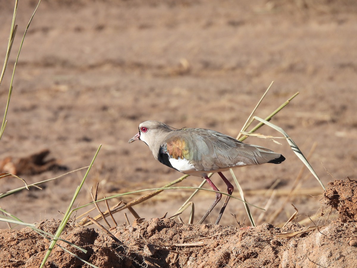 Southern Lapwing - Iza Alencar