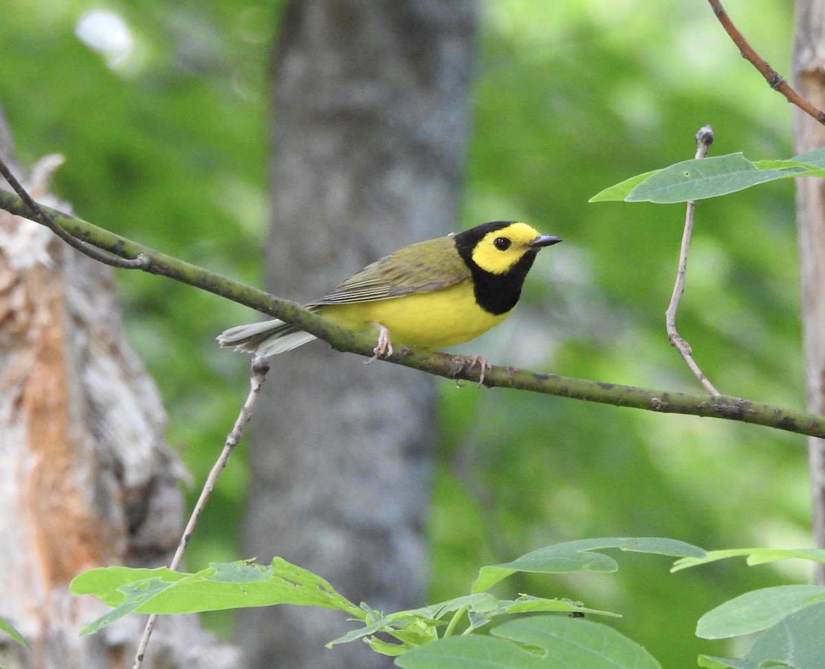 Hooded Warbler - Robert Mills