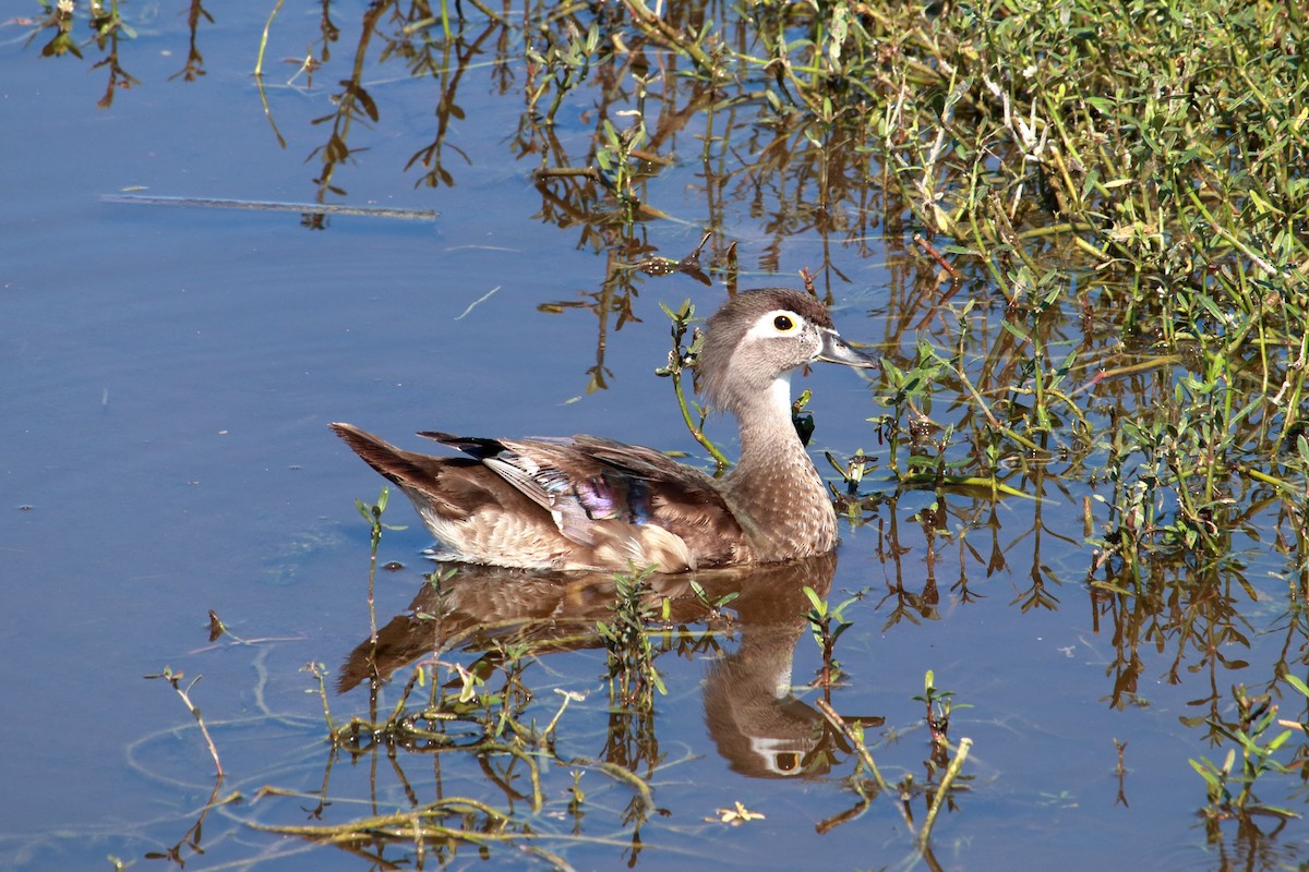 Wood Duck - ML619636772