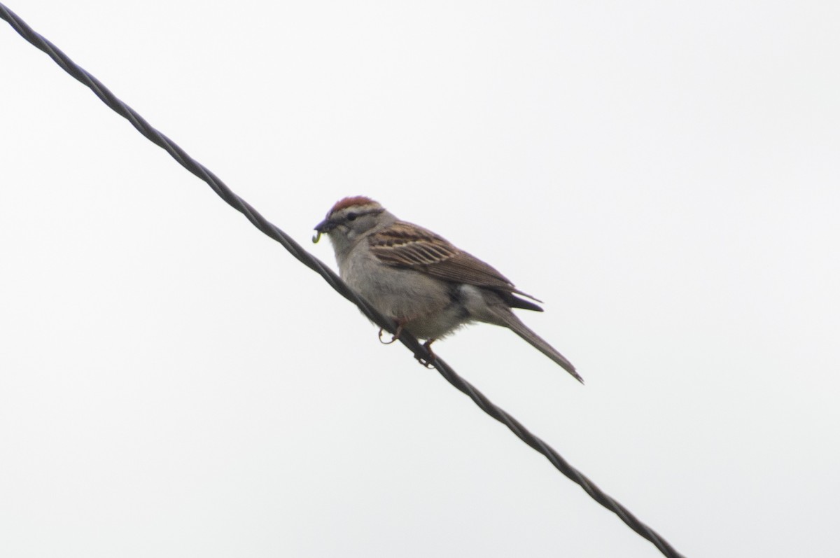 Chipping Sparrow - Matt Blaze