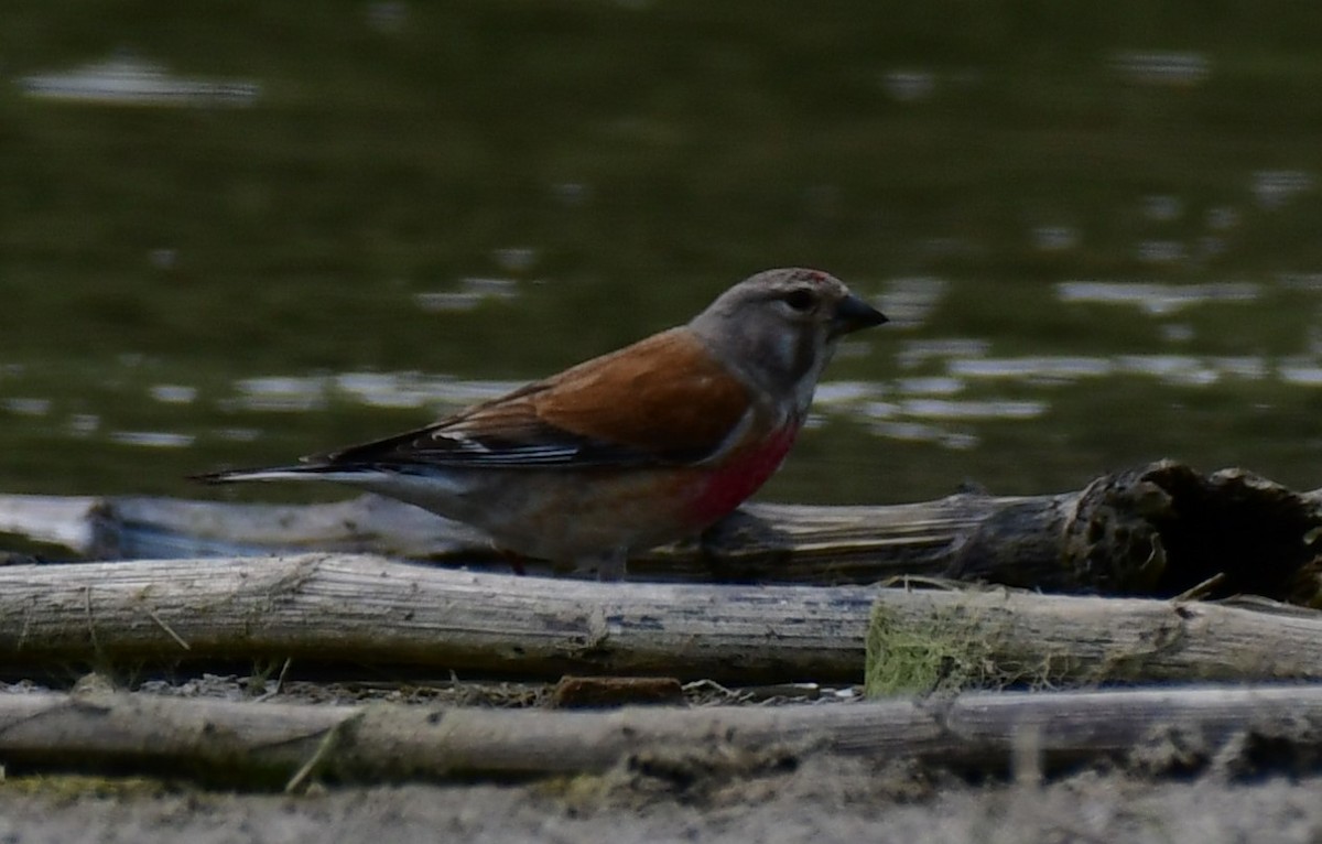 Eurasian Linnet - Onur Ekincioglu