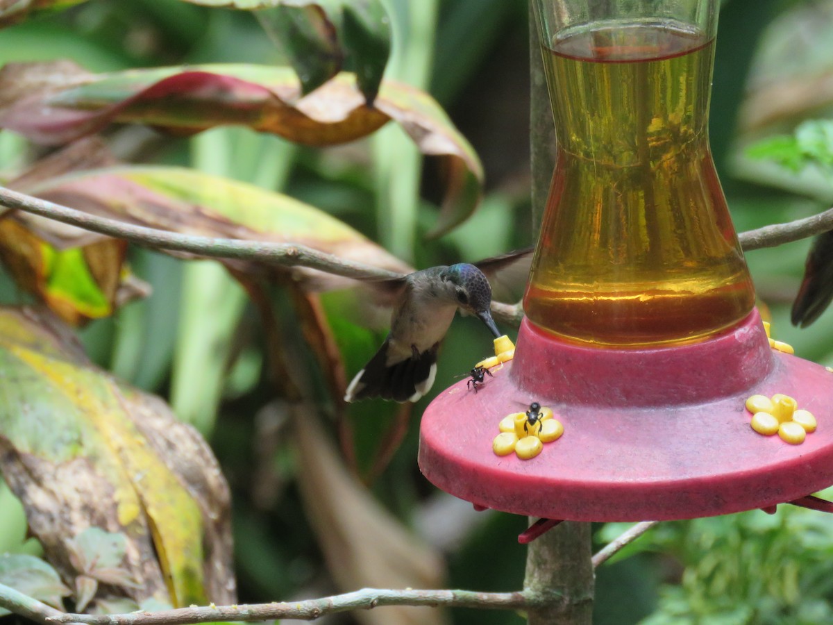 kolibřík klínoocasý - ML619636783