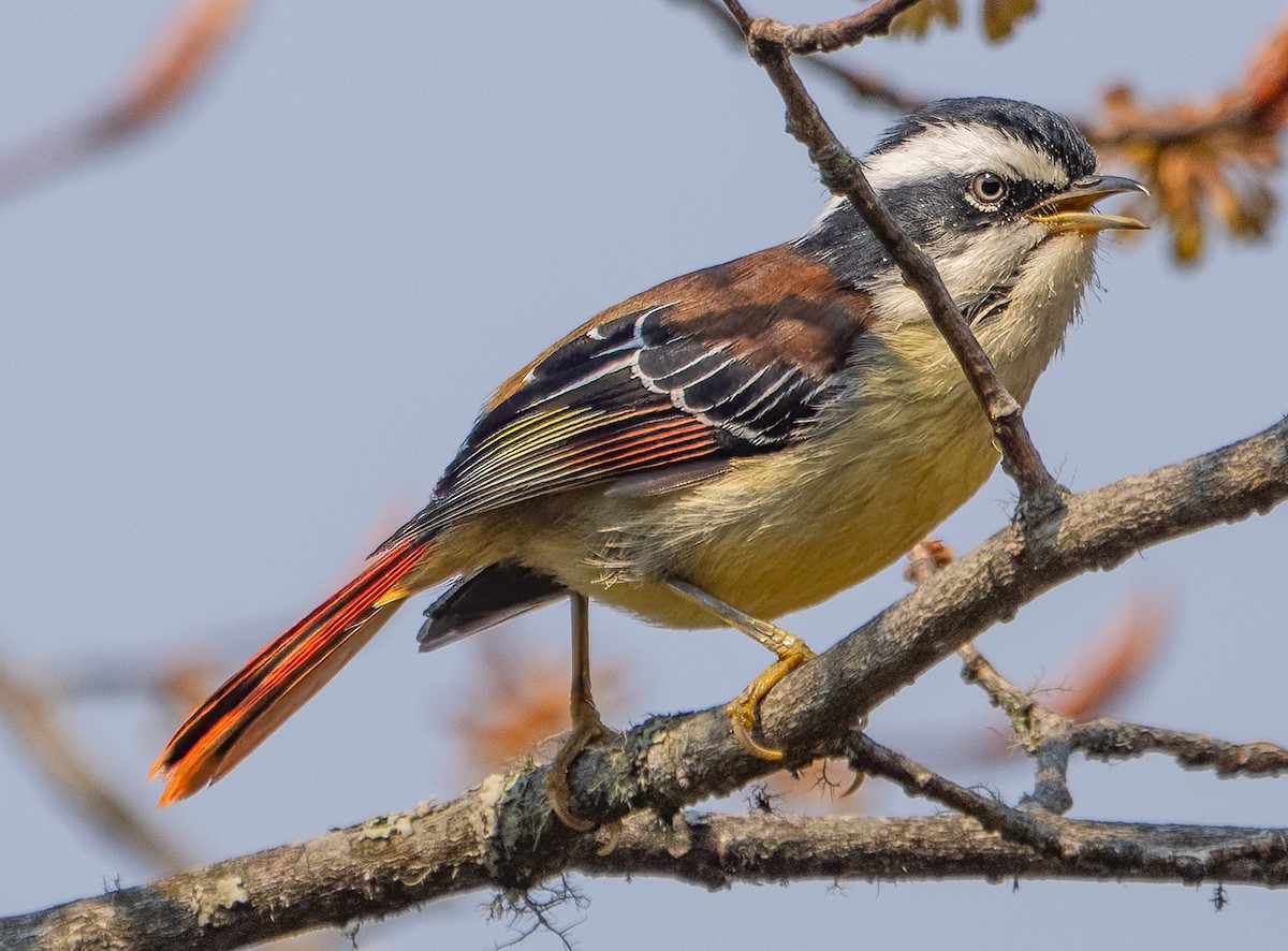 Red-tailed Minla - ML619636784