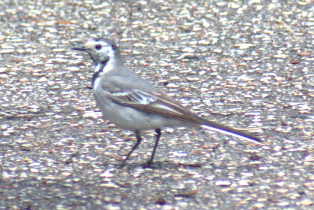 White Wagtail - Bill Hubbard