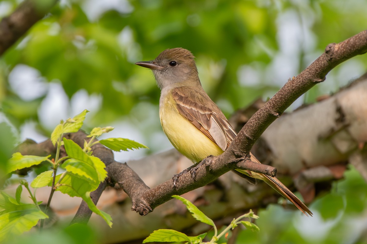 Great Crested Flycatcher - ML619636786