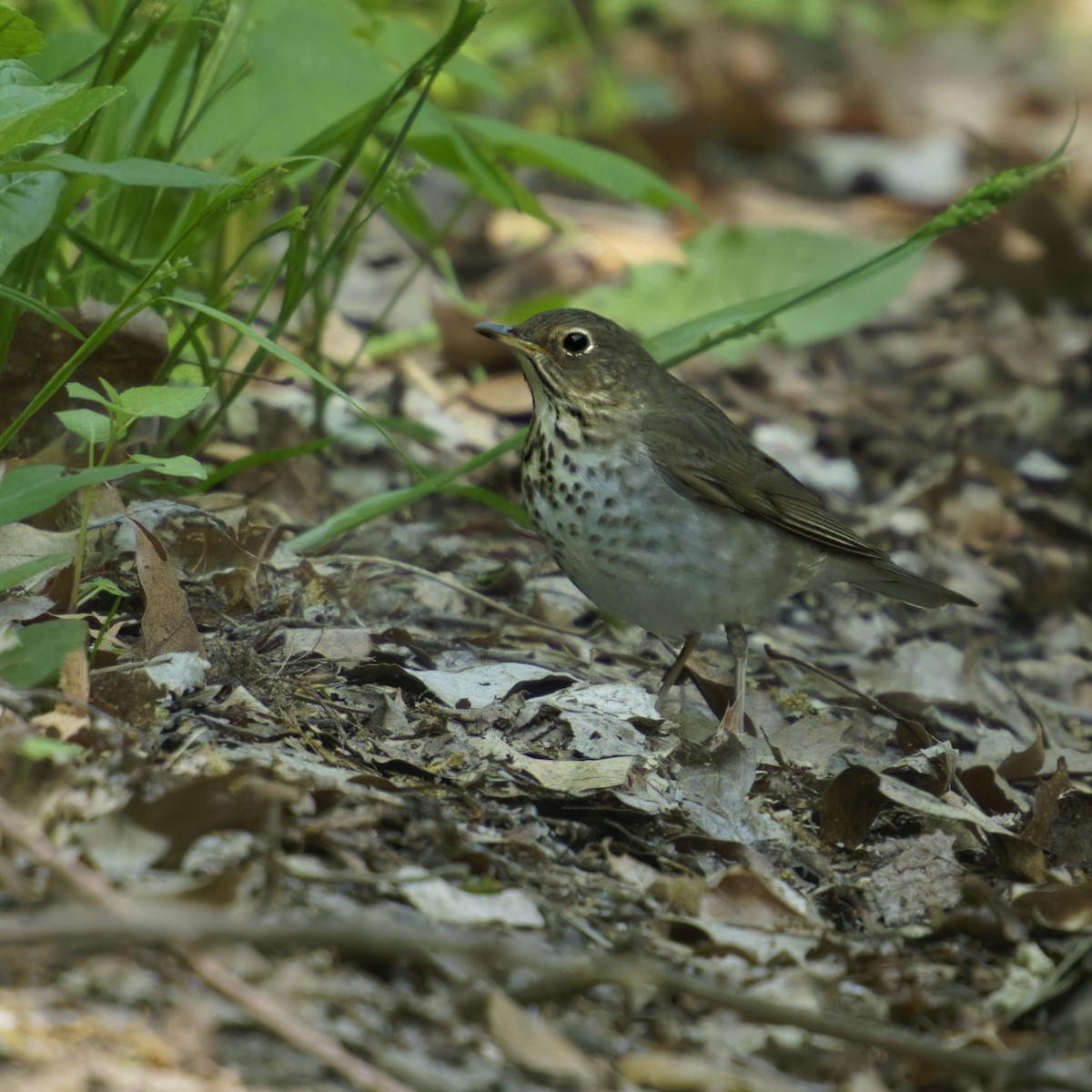 Swainson's Thrush - ML619636787