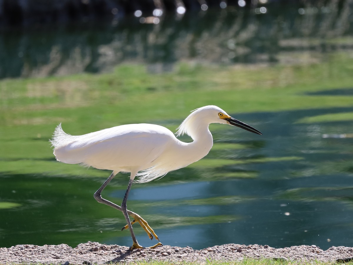 Snowy Egret - Michelle Rucker