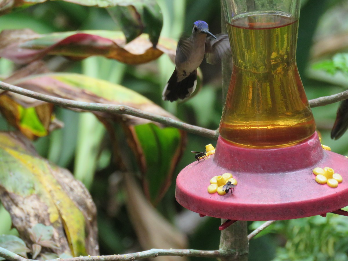 kolibřík klínoocasý - ML619636791