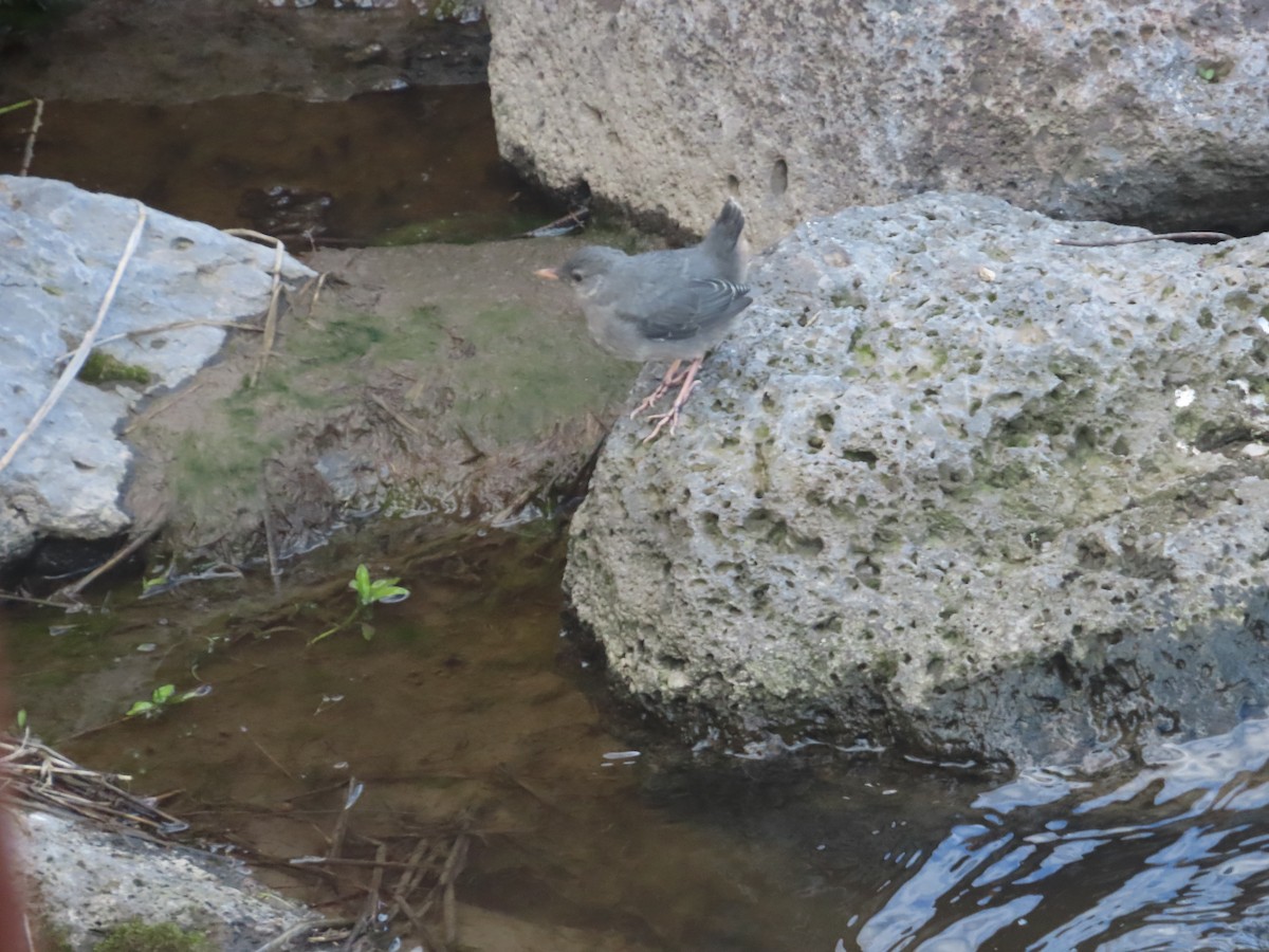 American Dipper - Bruce Pasfield