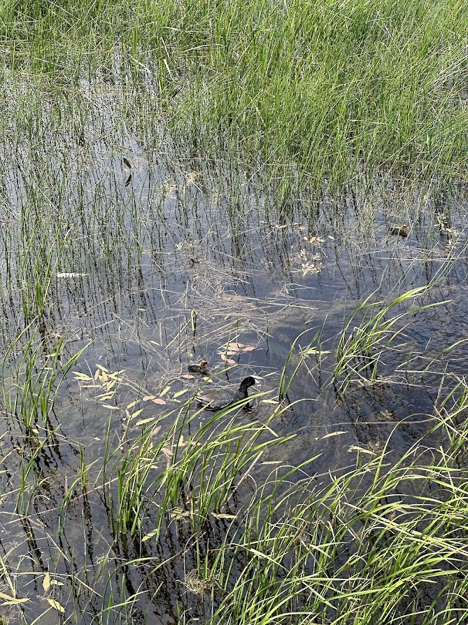 American Coot - Will Carlson