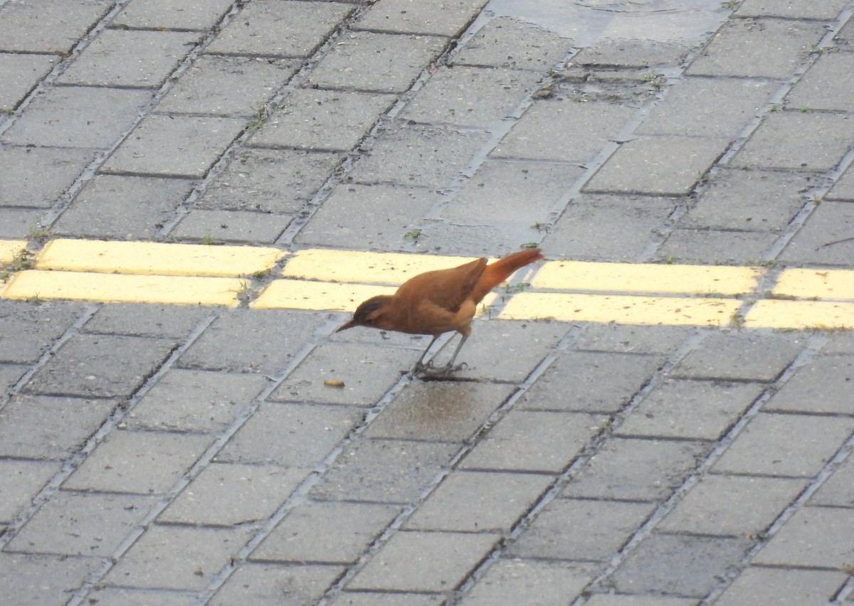 Rufous Hornero - Rodrigo Quadros