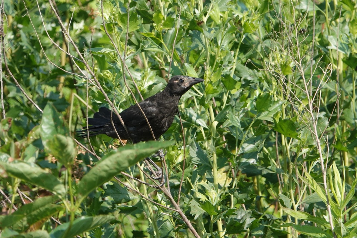 Common Grackle - deborah grimes