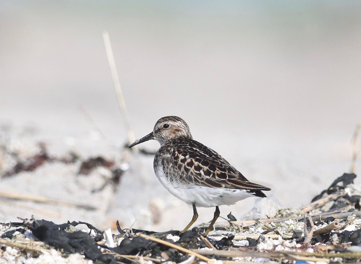 Least Sandpiper - Peter Paul