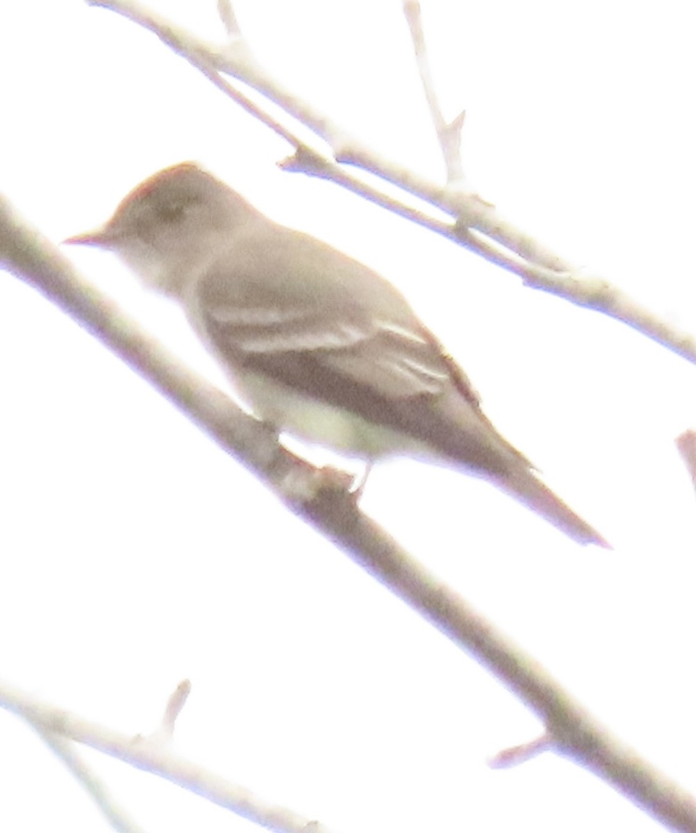 Western Wood-Pewee - ML619636812