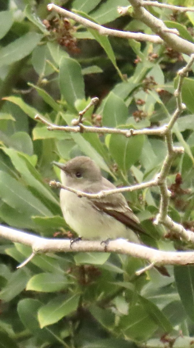 Western Wood-Pewee - ML619636815