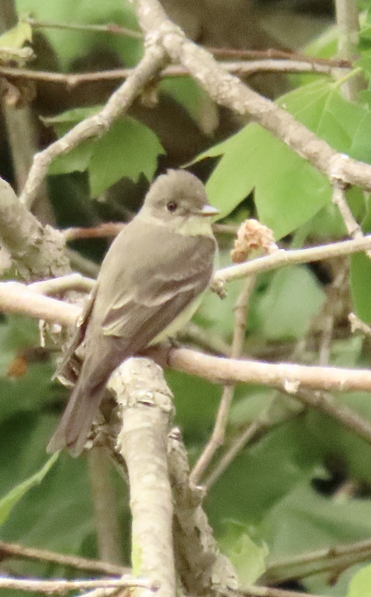 Western Wood-Pewee - ML619636818