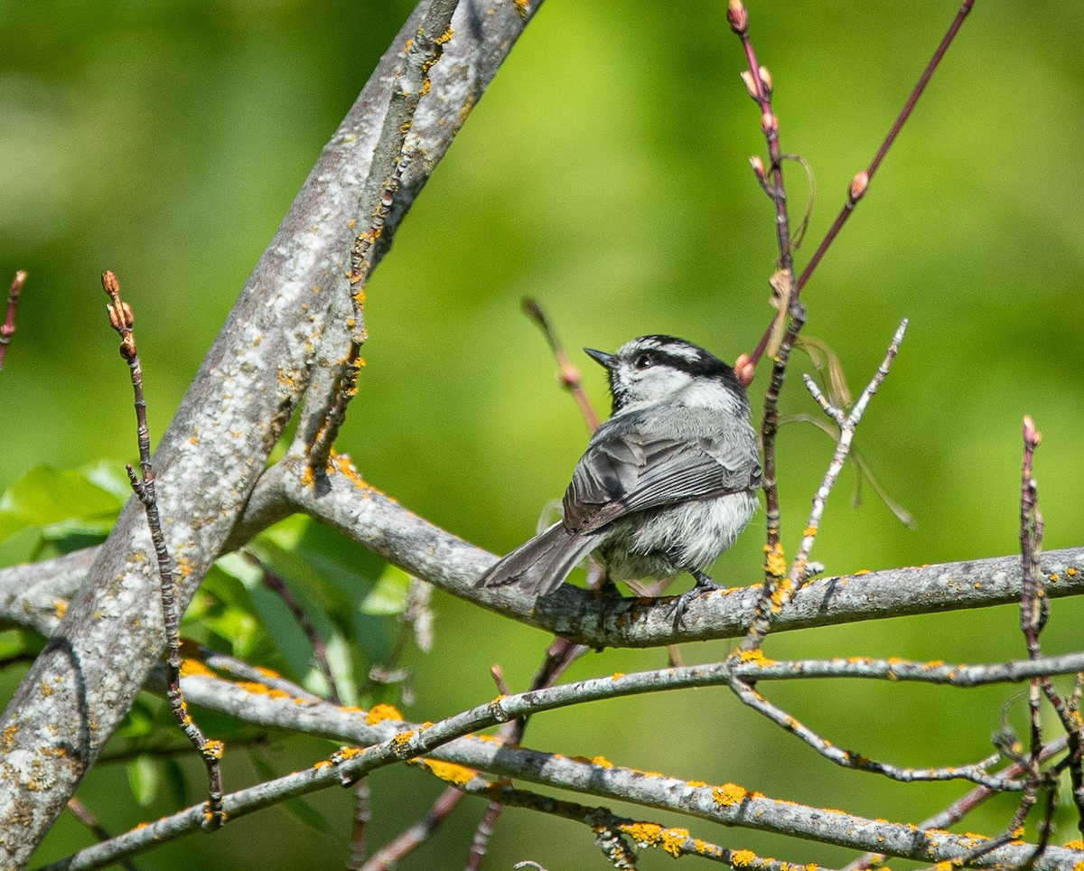 Mountain Chickadee - bj worth