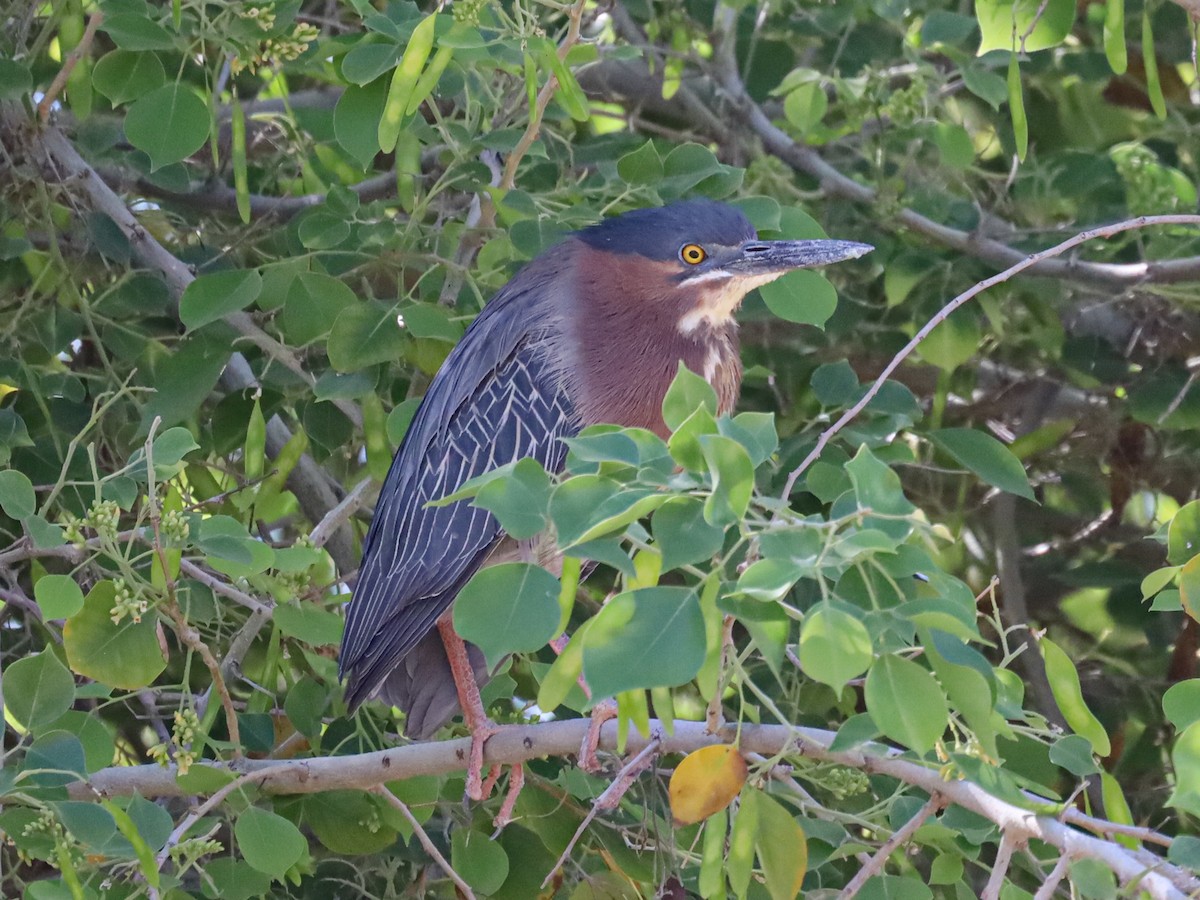 Green Heron - Michelle Rucker