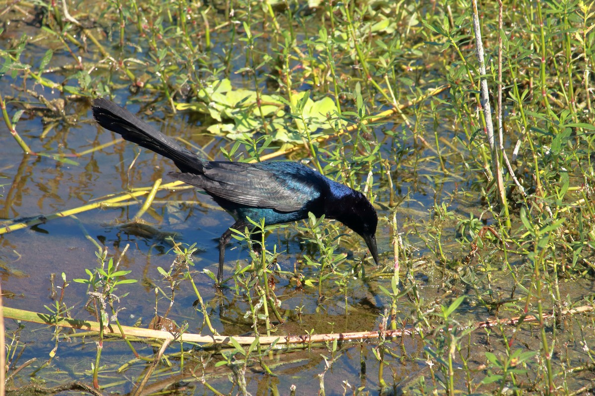 Boat-tailed Grackle - Taylor DiTarando