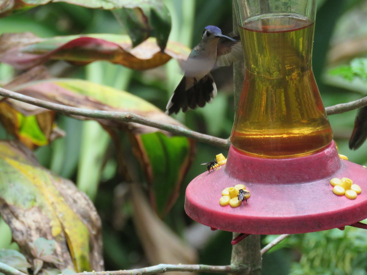 kolibřík klínoocasý - ML619636829