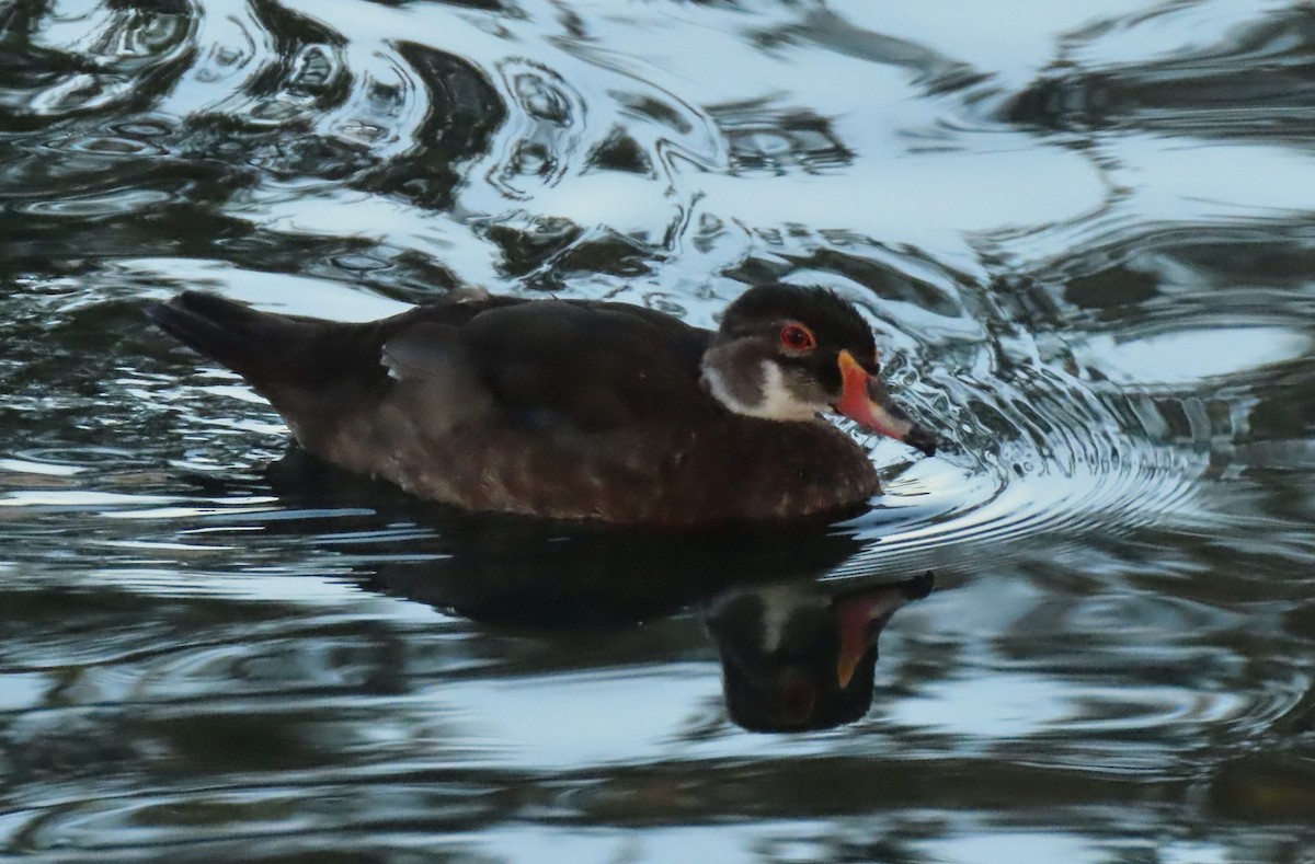 Wood Duck - Mark Stevenson