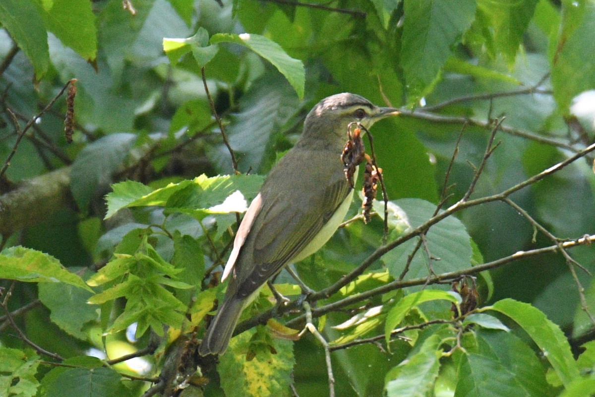 Red-eyed Vireo - Kevin Roback