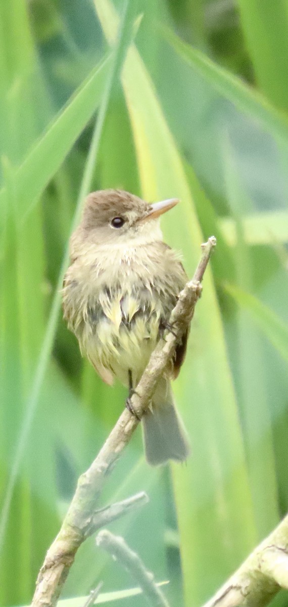 Western Flycatcher - Nancy Salem