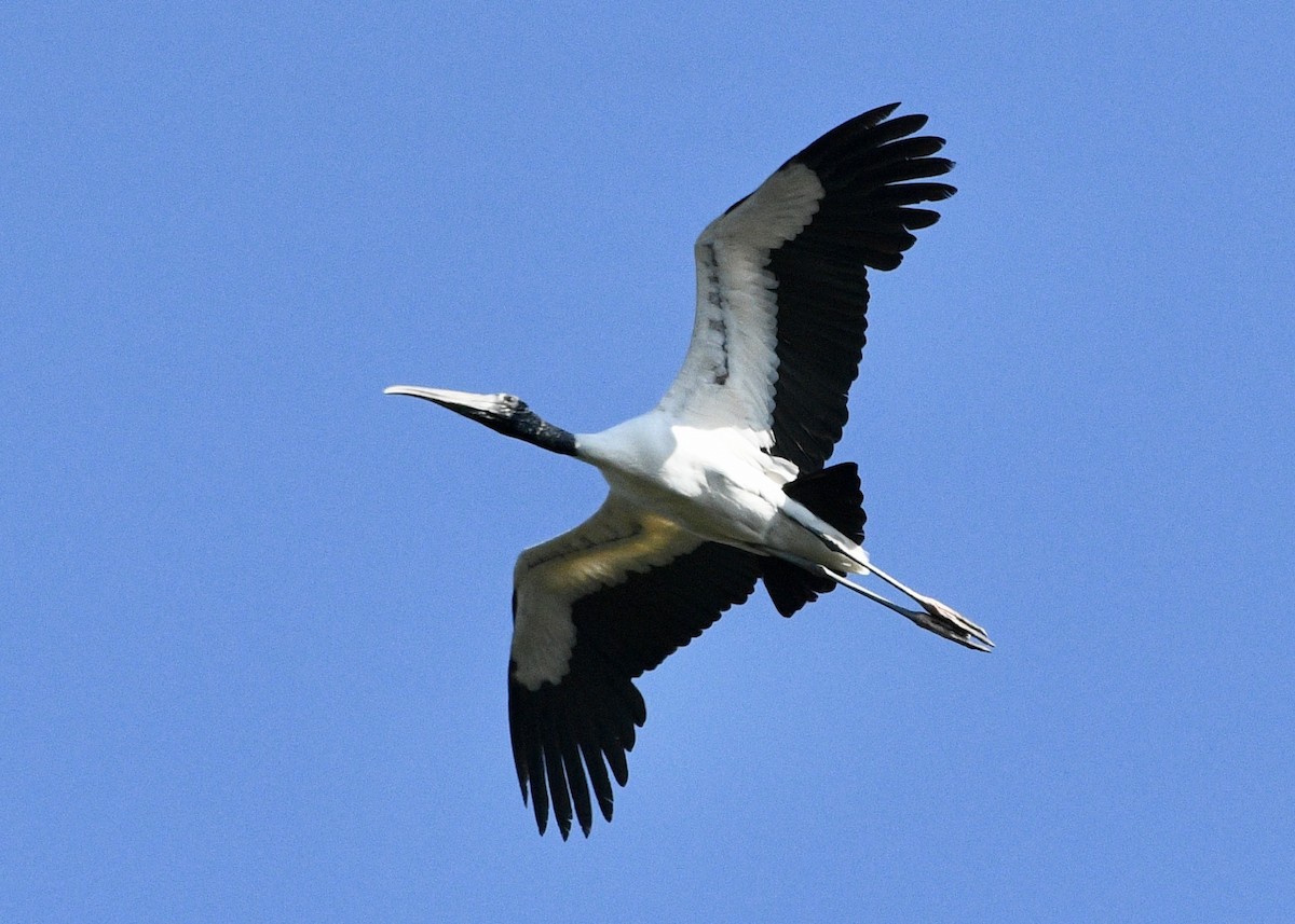 Wood Stork - ML619636839