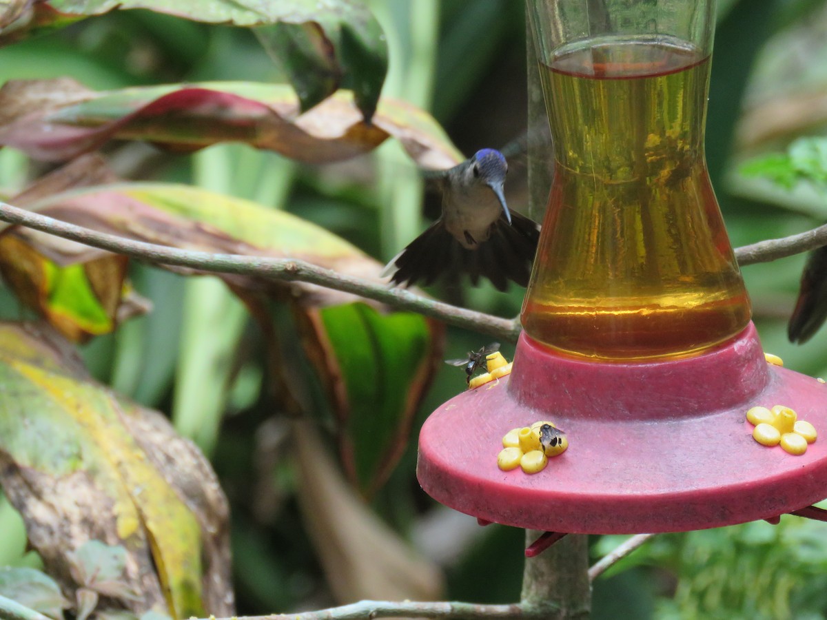 Wedge-tailed Sabrewing - Sam Holcomb