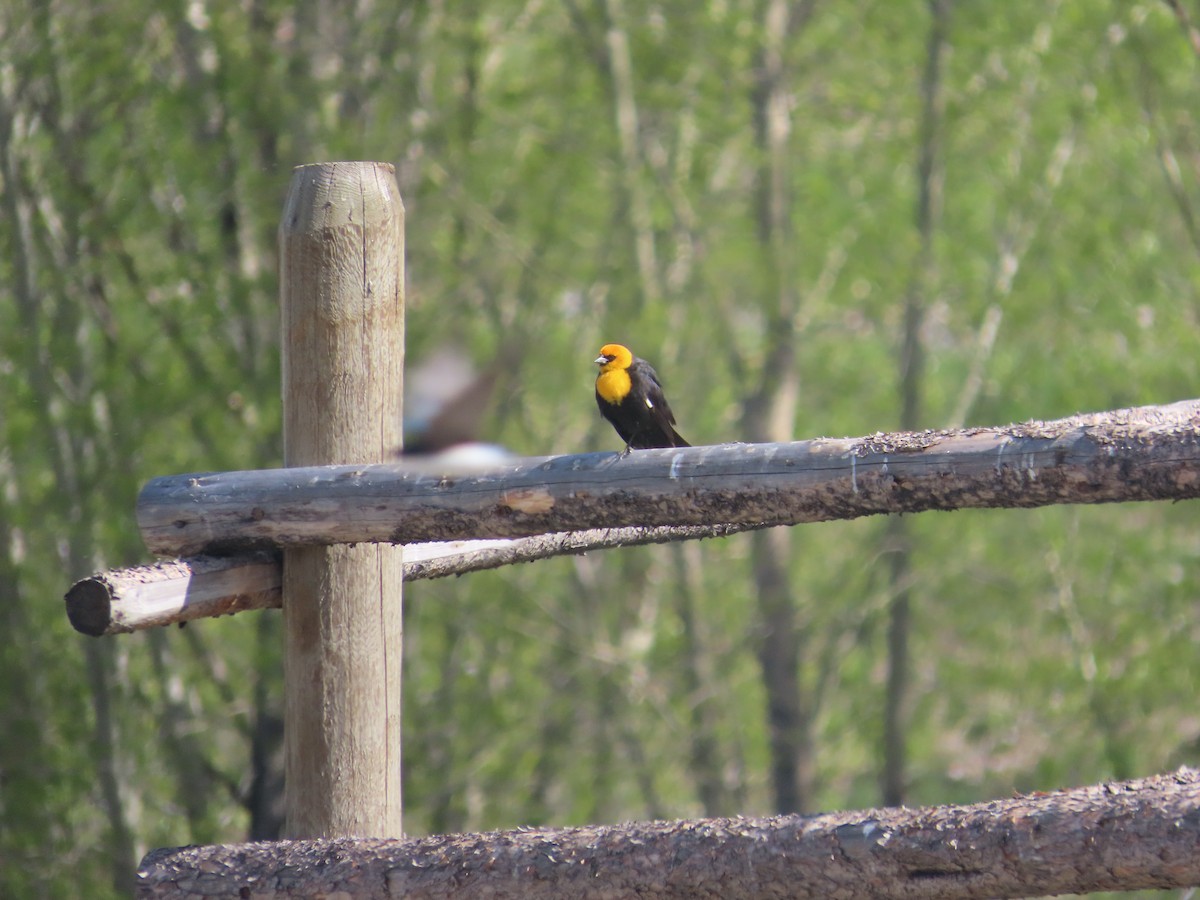 Yellow-headed Blackbird - Bruce Pasfield