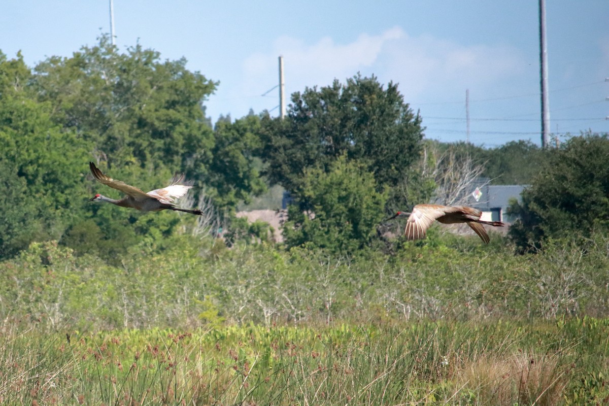 Sandhill Crane - ML619636844