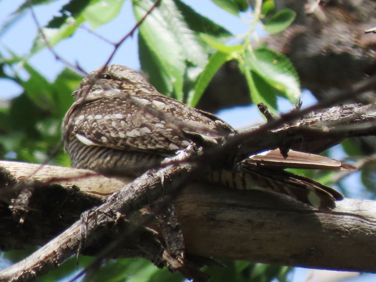 Lesser Nighthawk - ML619636855