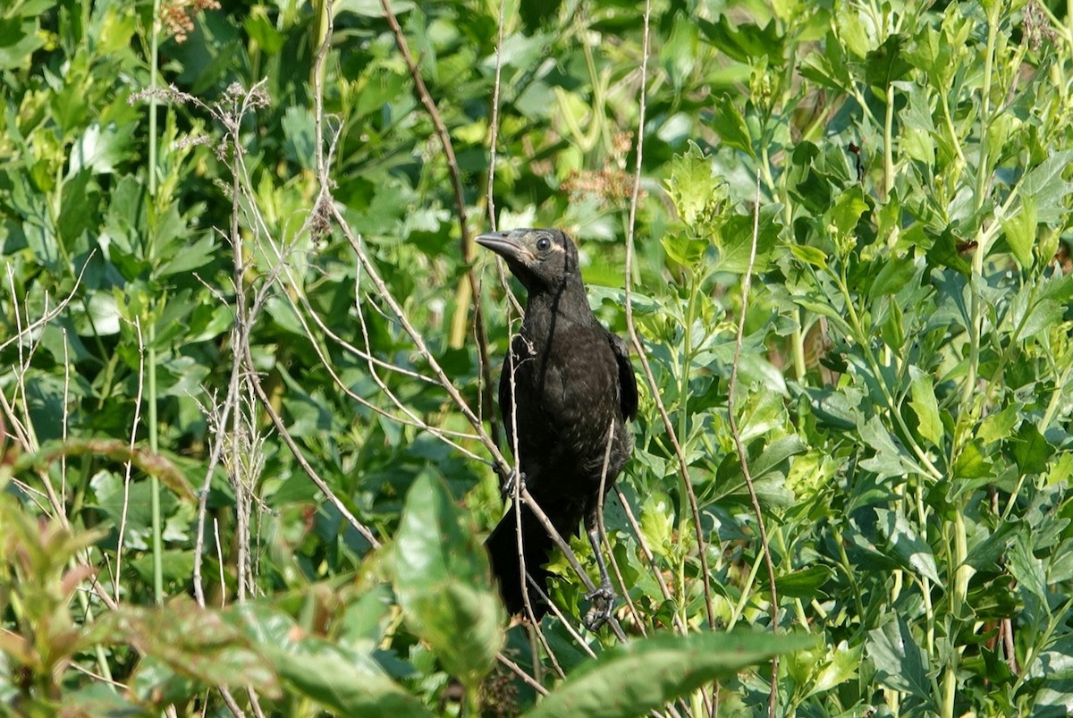 Common Grackle - ML619636859