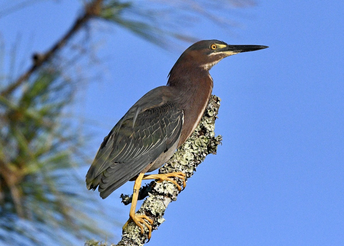 Green Heron - Gregory Bozek