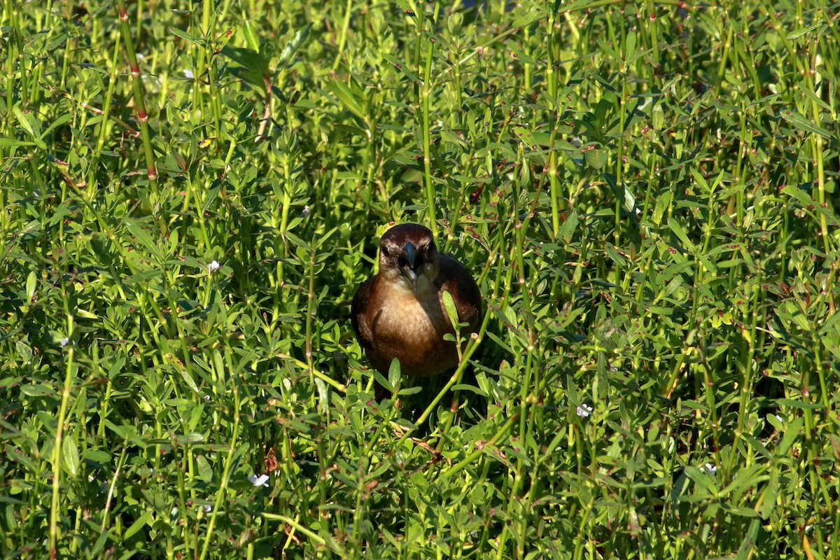 Boat-tailed Grackle - Taylor DiTarando